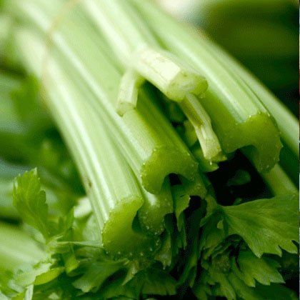 کرفس-celery
