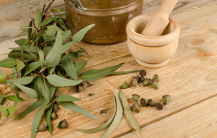 داروی گیاهی سرماخوردگی,eucalyptus-اکالیپتوس