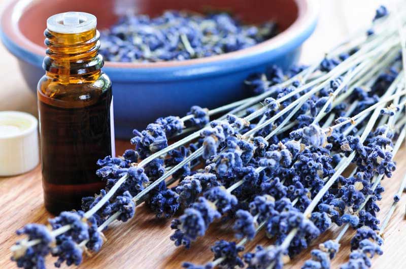 lavender-essential-oil اسطوخودوس