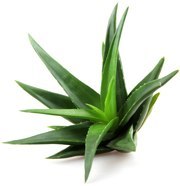 single-aloe-vera-plant