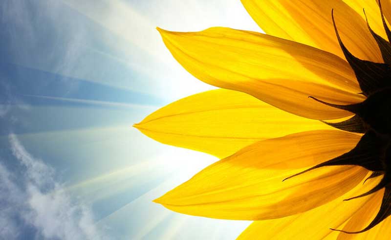 دانه های افتاب گردان sunflower-closeup