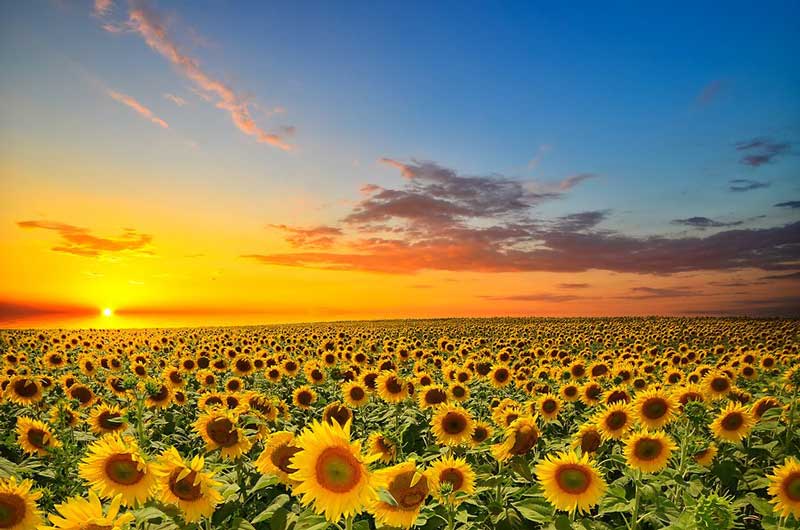 مزرعه گل آفتابگردان sunflower-field