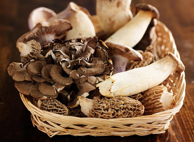 wild-mushrooms قارچ
